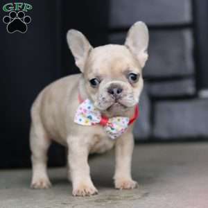Cara, French Bulldog Puppy